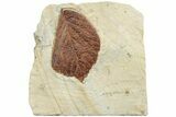 Fossil Leaf (Beringiaphyllum) - Montana #223805-1